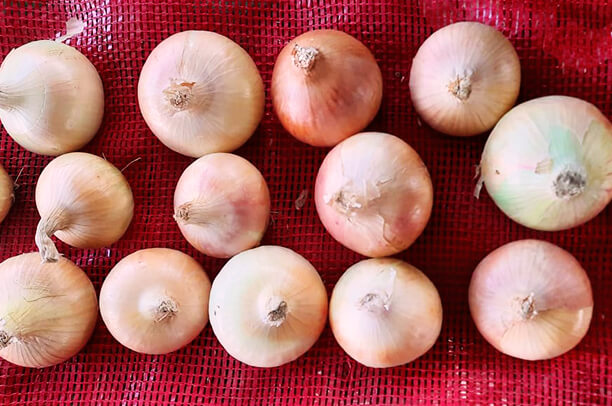 onion_feature