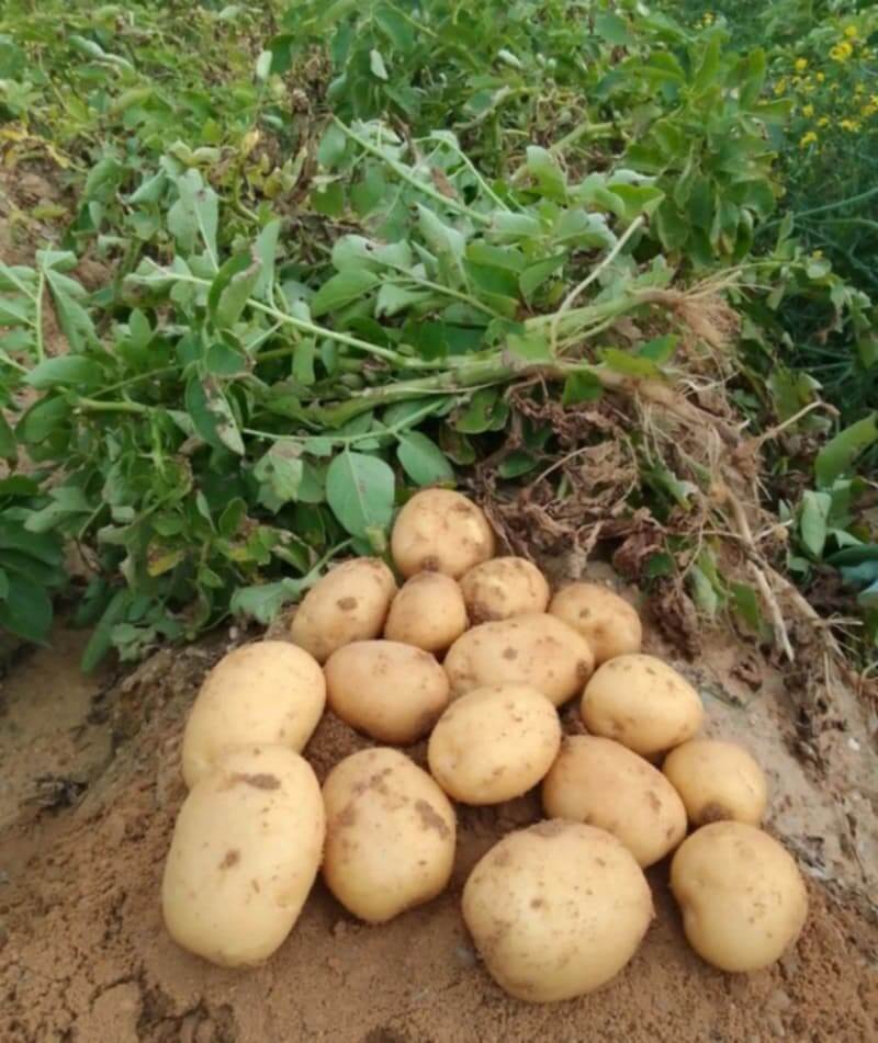 potato2